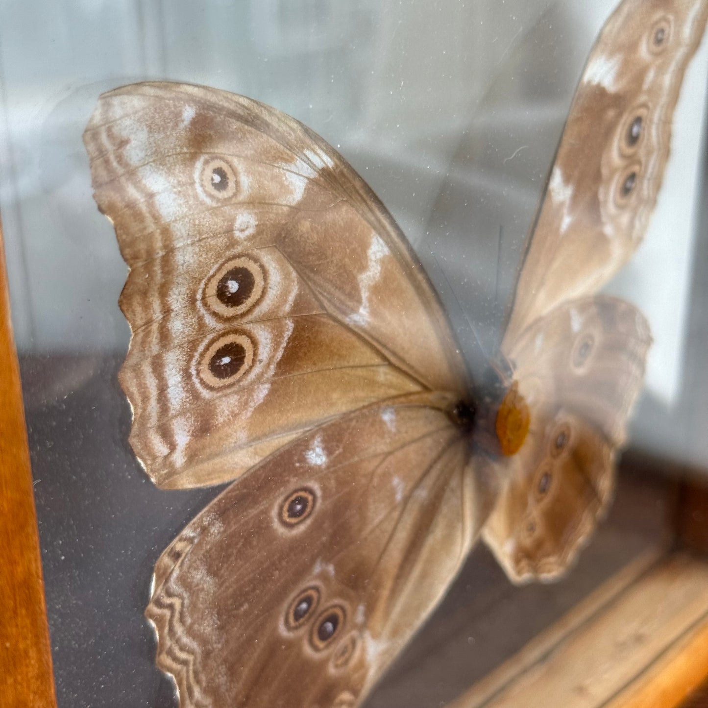 Morpho Didius Butterfly Insect Art