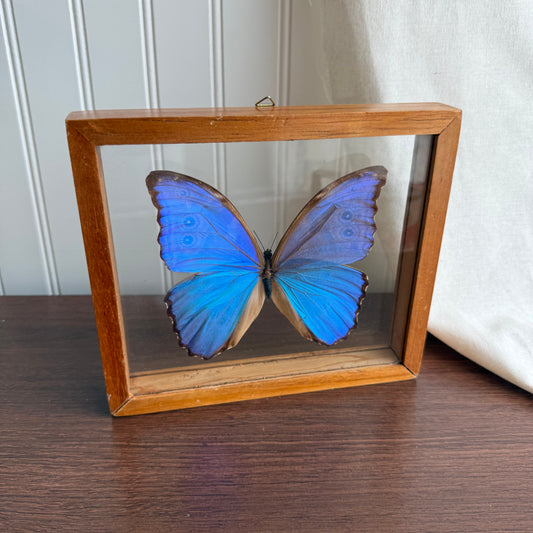 Morpho Didius Butterfly Insect Art