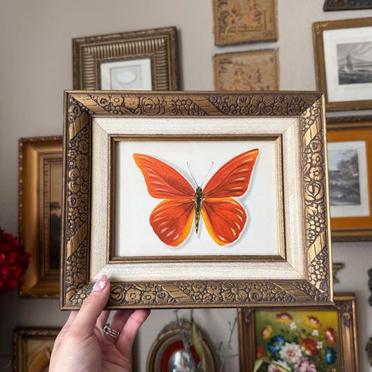 Vintage Framed Butterfly Print