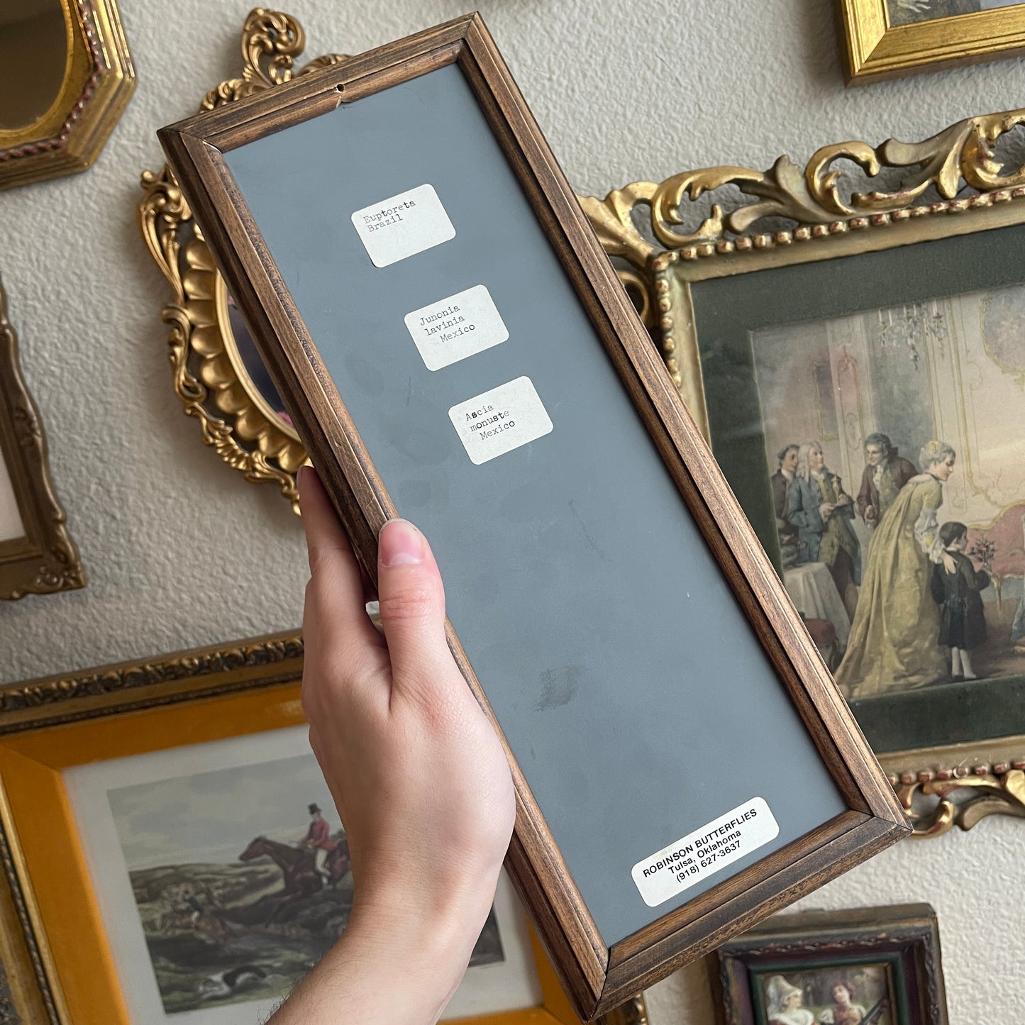 Preserved Butterflies wooden frame Wall Art