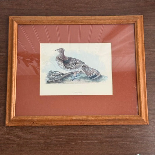 Vintage Ruffled Grouse Bird Print Framed