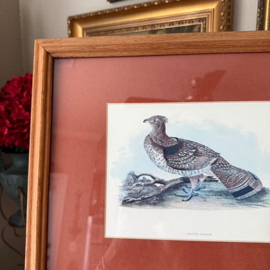 Vintage Ruffled Grouse Bird Print Framed