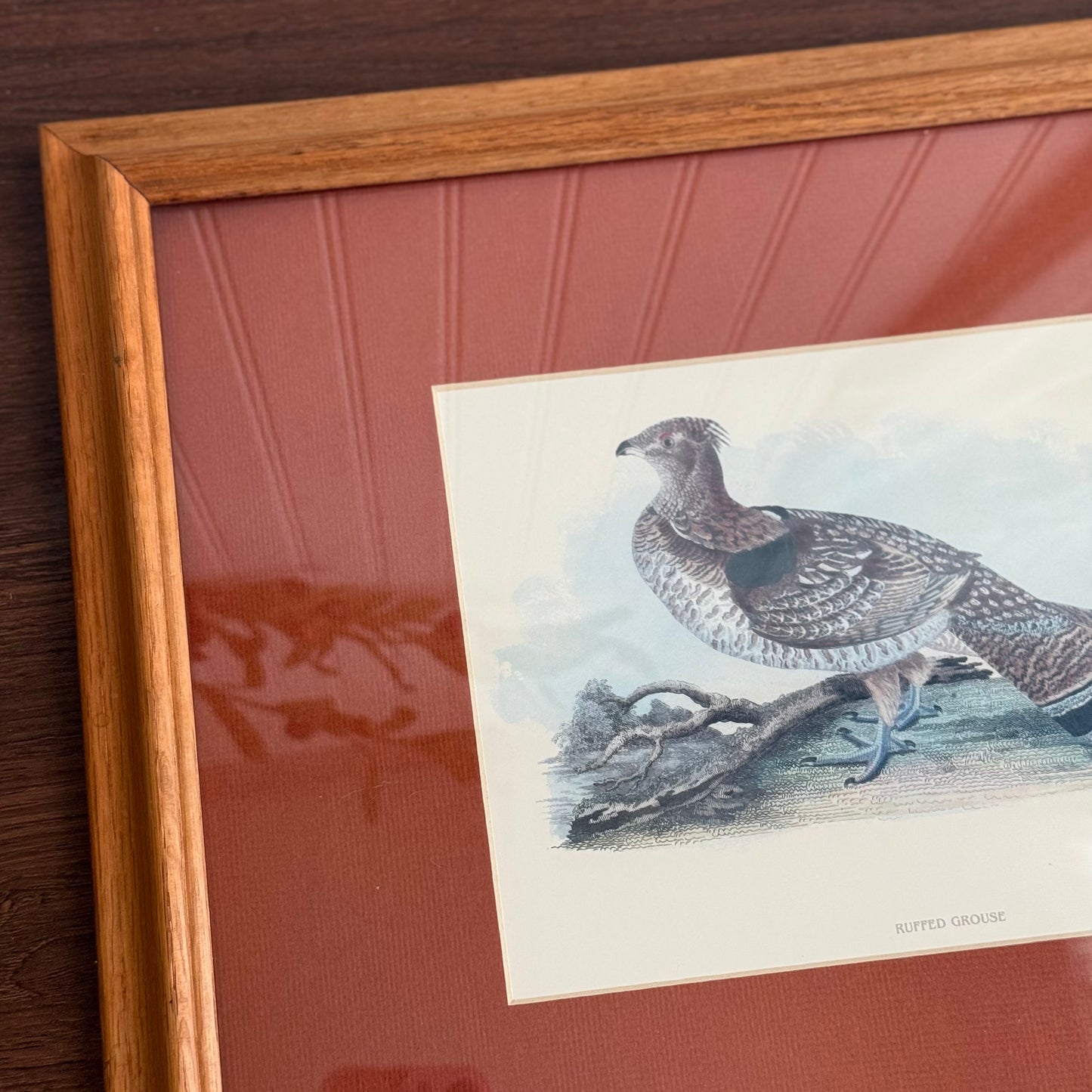 Vintage Ruffled Grouse Bird Print Framed