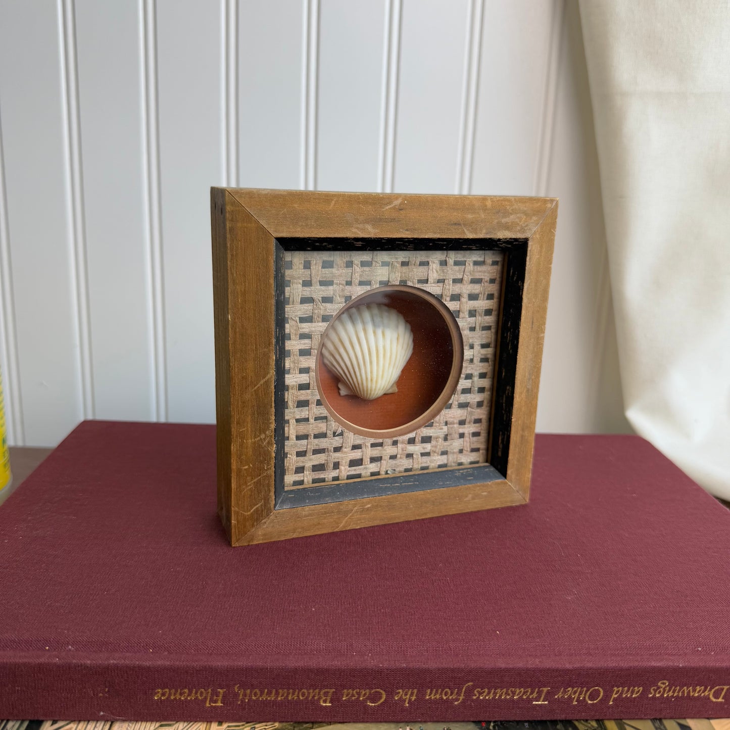Shell piece in Shadowbox Framed