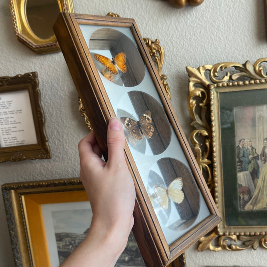 Preserved Butterflies wooden frame Wall Art