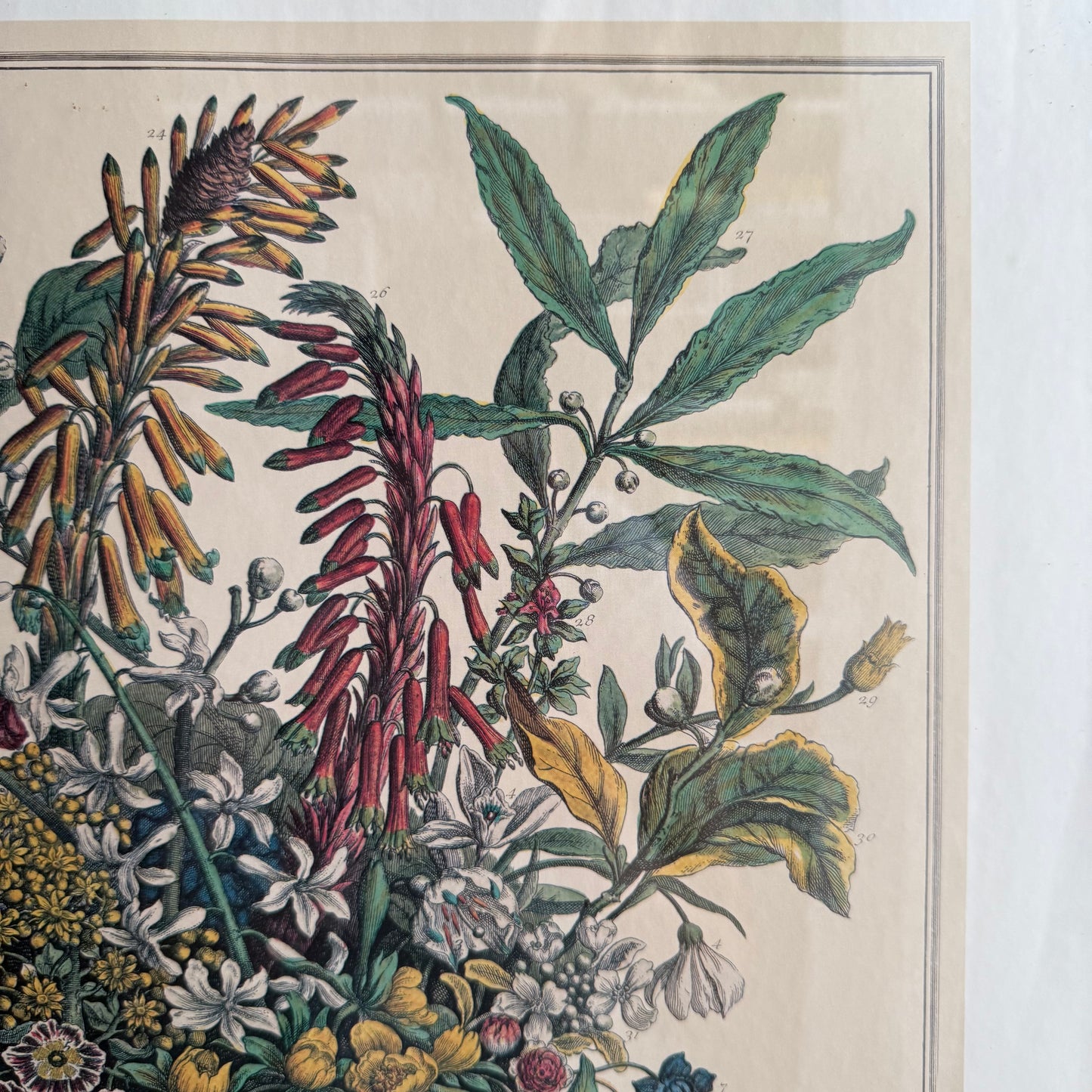 Botanical Flowers Print Framed
