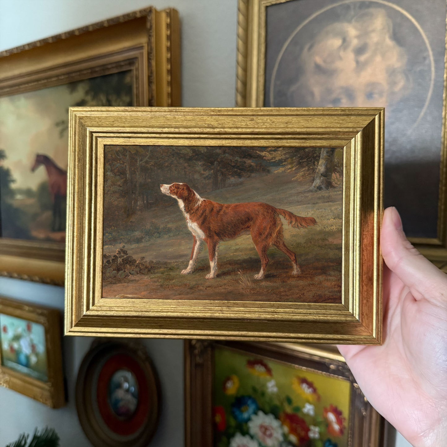 Irish red and white setter dog Art Print Gallery Wall