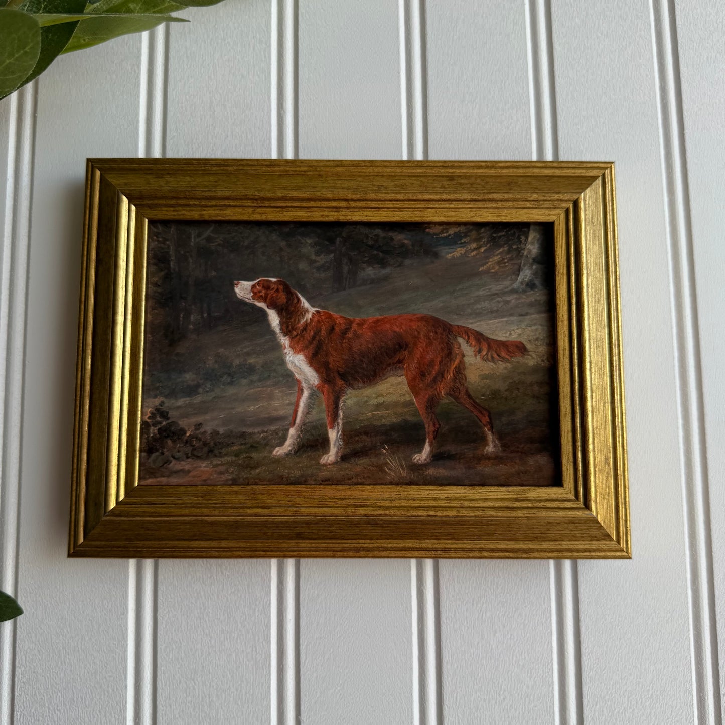 Irish red and white setter dog Art Print Gallery Wall