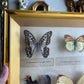 Butterfly Taxidermy Framed