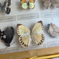 Butterfly Taxidermy Framed