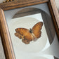Preserved Butterflies wooden frame Wall Art