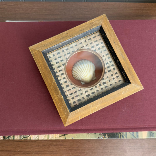 Shell piece in Shadowbox Framed