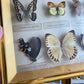 Butterfly Taxidermy Framed