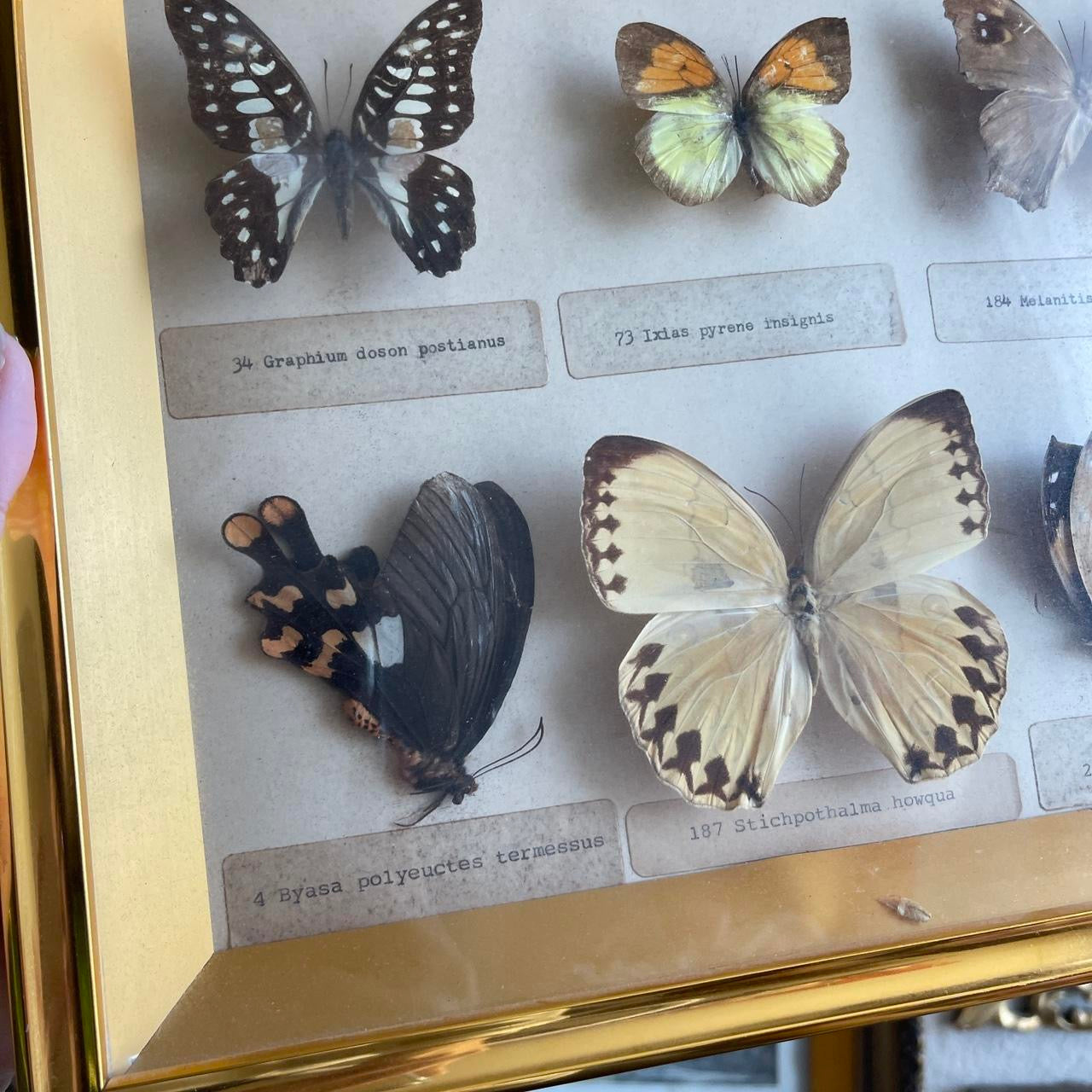 Butterfly Taxidermy Framed