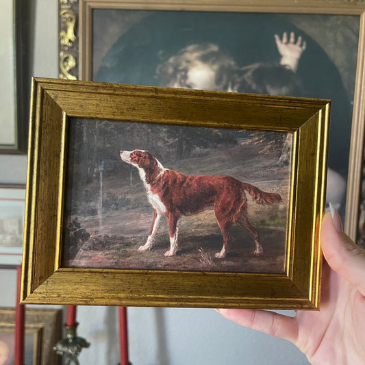 Irish red and white setter dog Art Print Gallery Wall