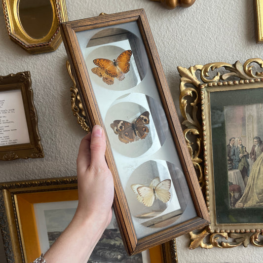 Preserved Butterflies wooden frame Wall Art