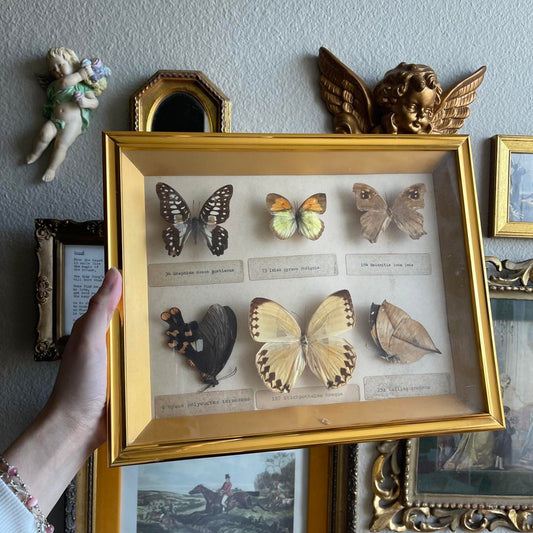 Butterfly Taxidermy Framed