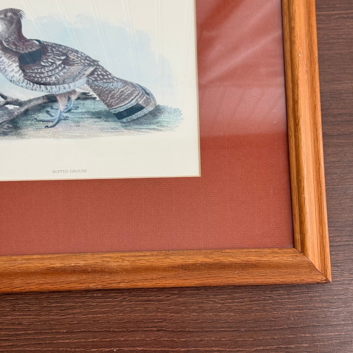 Vintage Ruffled Grouse Bird Print Framed